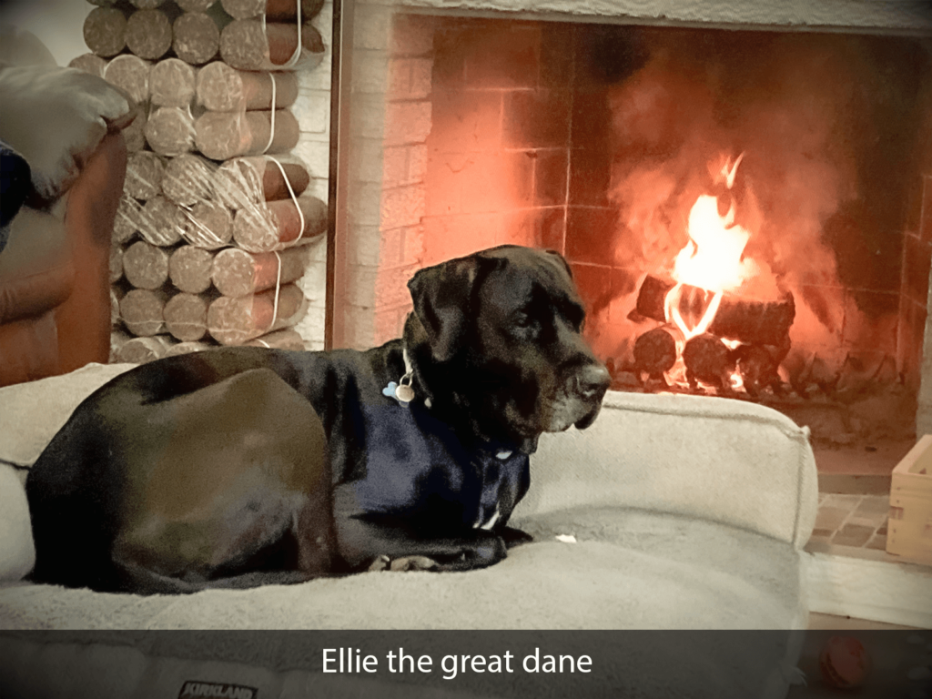 Ellie the great dane