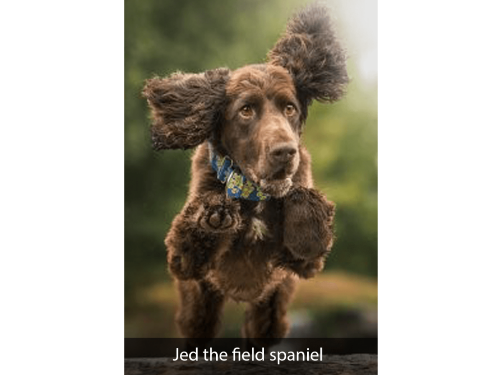 Jed the field spaniel