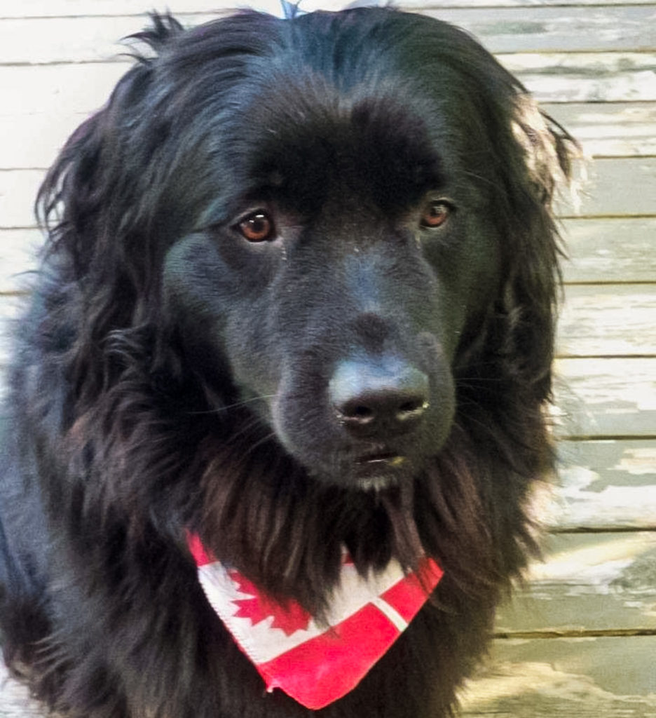 Libby the newfoundland.