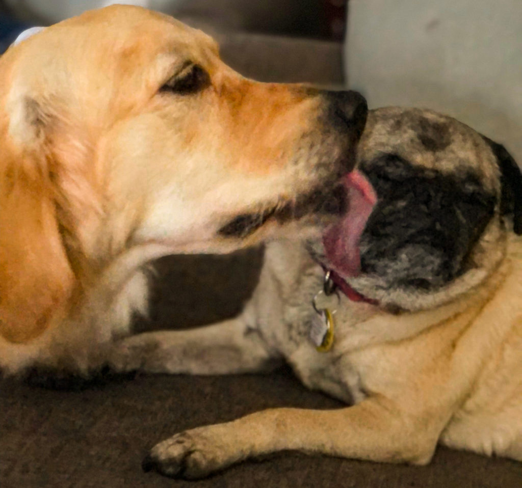 A golden retriever dog and a pug.