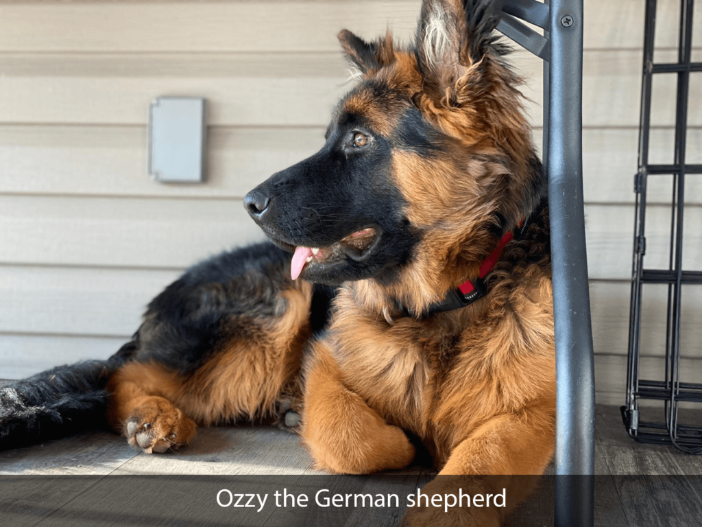 Ozzy the german shepherd.