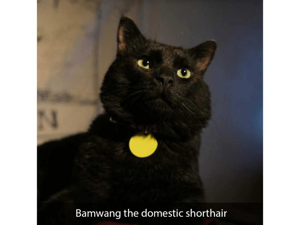 Bamwang the domestic shorthair