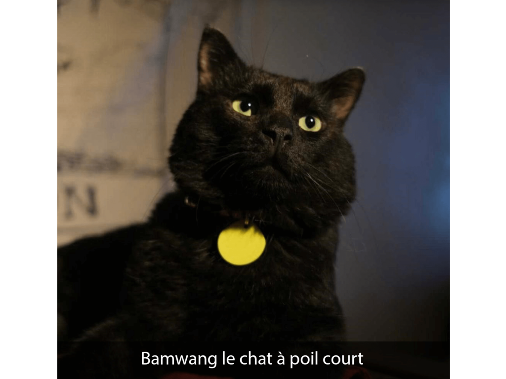 Bamwang le chat à poil court