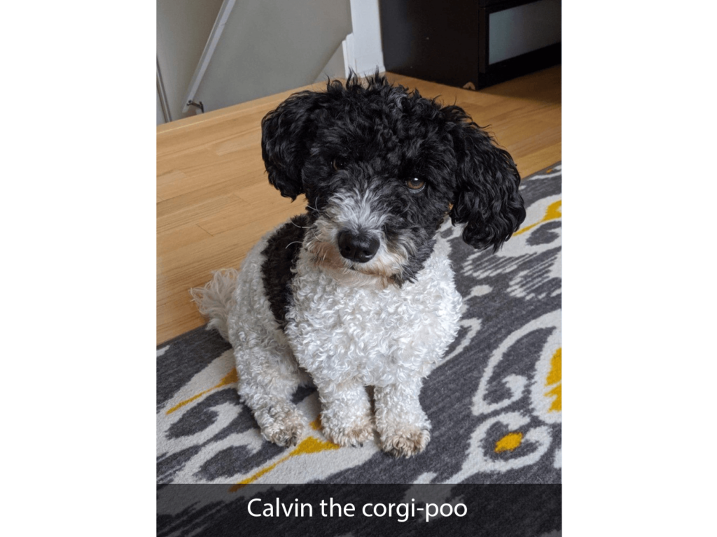 Calvin the corgi-poo