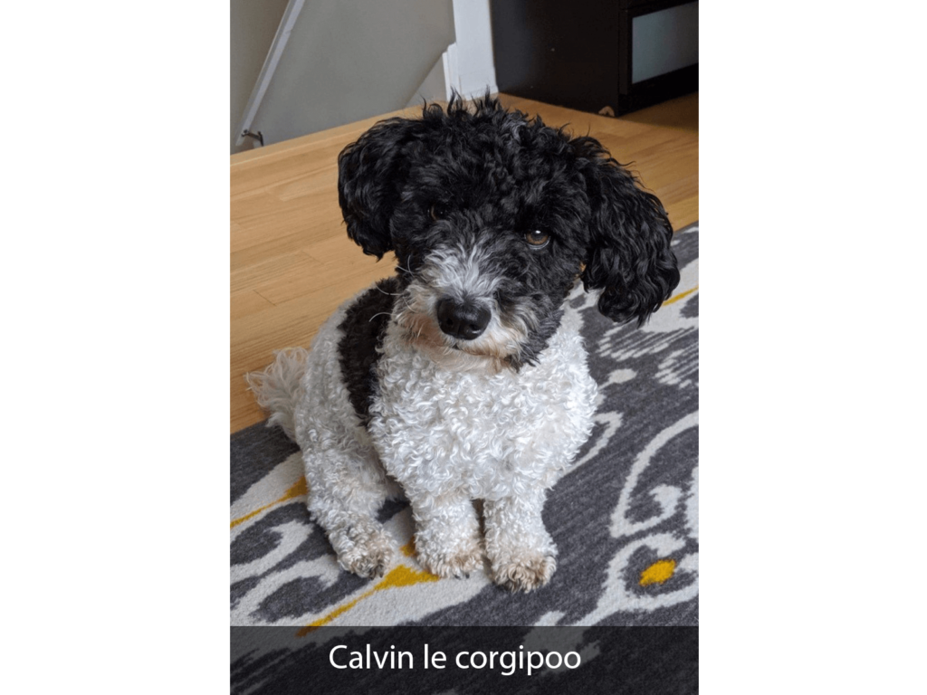 Calvin le Corgipoo