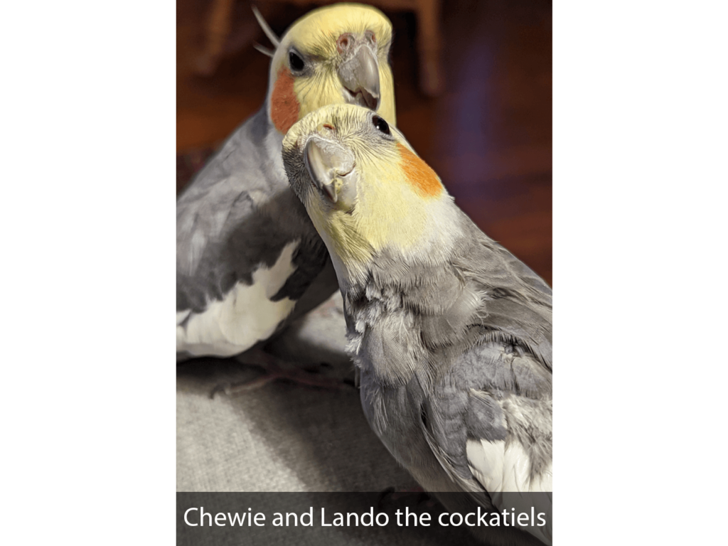 Chewie and Lando the cockatiels