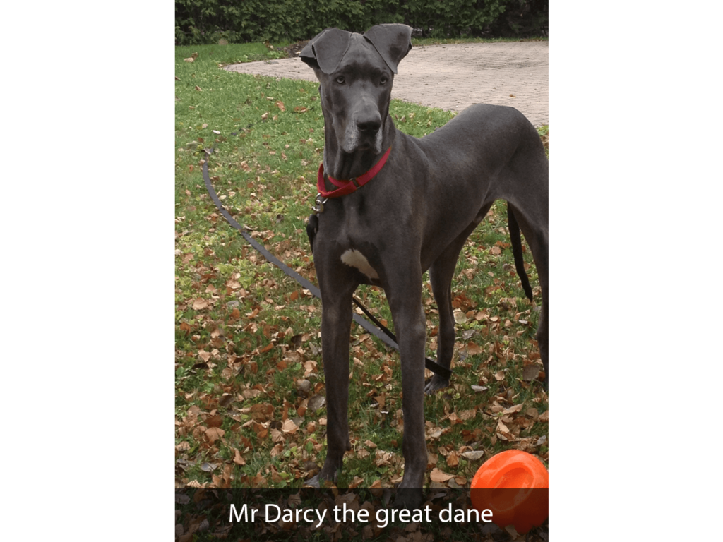 Mr Darcy the great dane