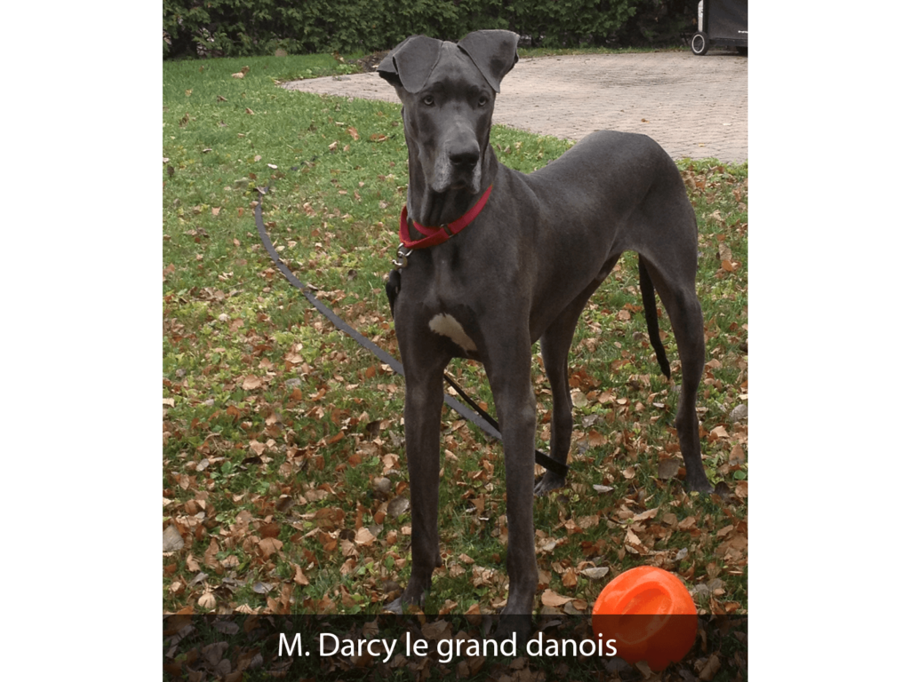 M. Darcy le grand danois