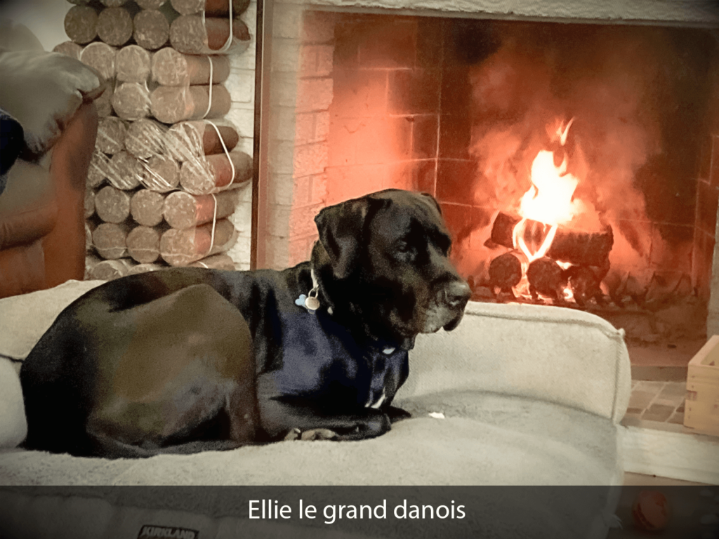 Ellie le grand danois