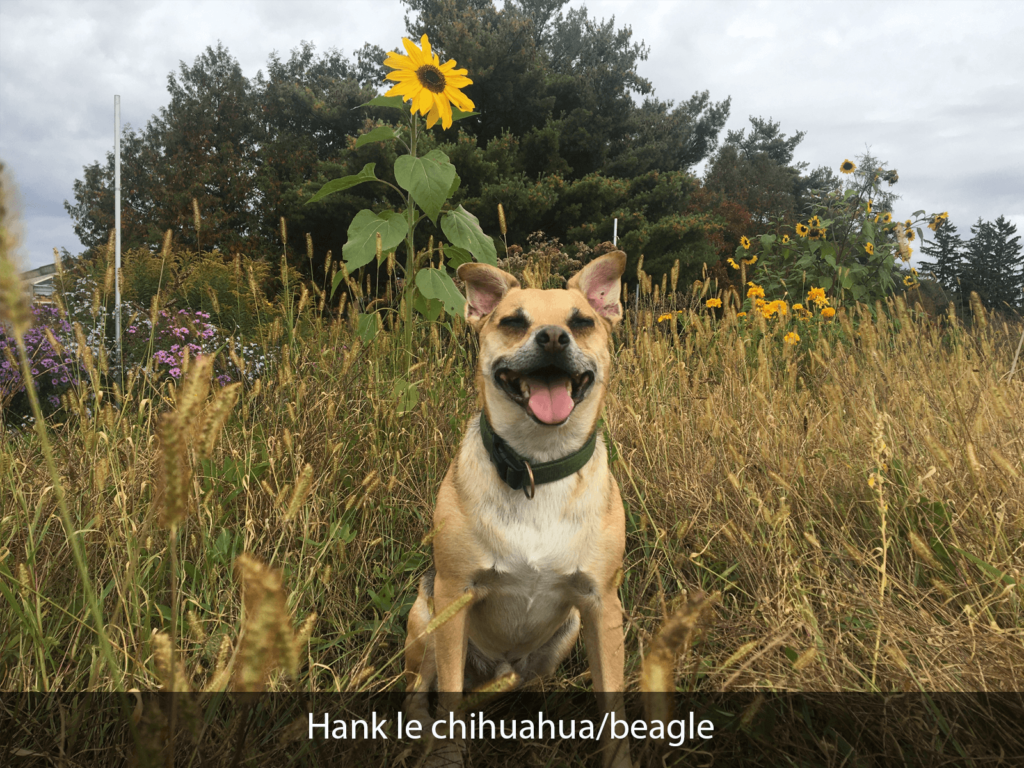 Hank le chihuahua/beagle