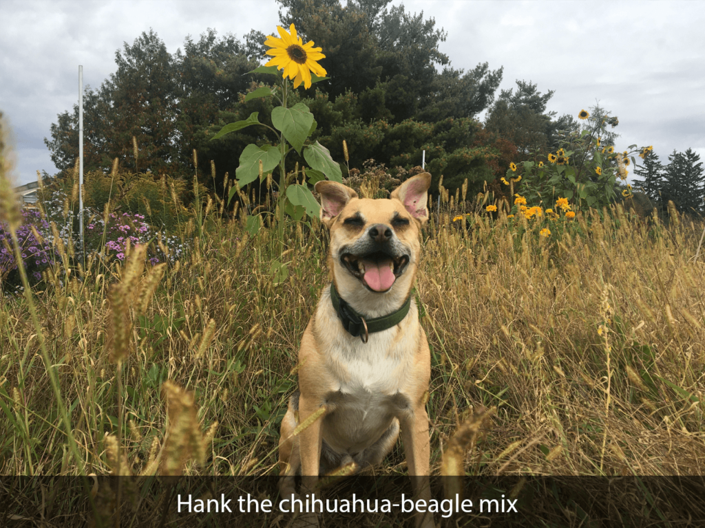 Hank the chihuahua-beagle mix