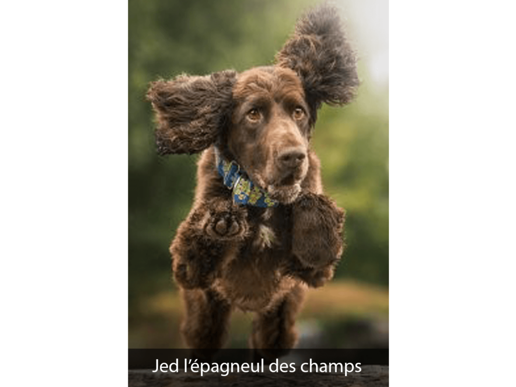 Jed l’épagneul des champs