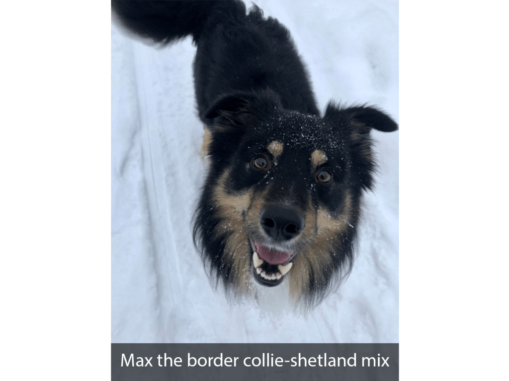 Max the border collie-shetland mix