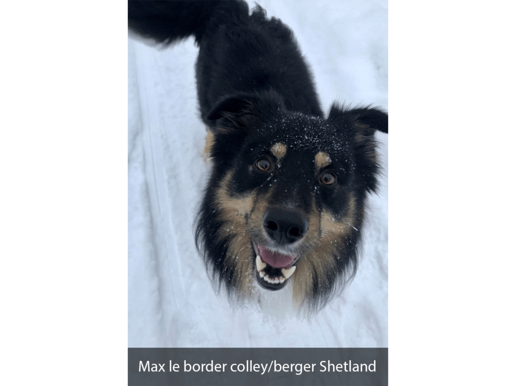 Max le border colley/berger Shetland