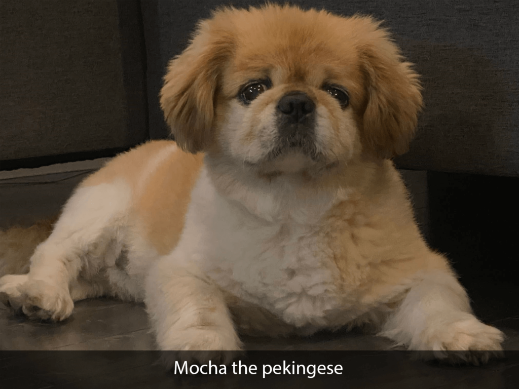 Mocha the pekingese