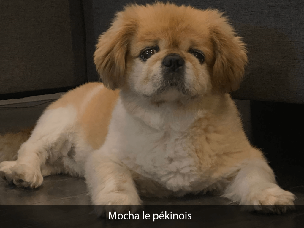 Mocha le pékinois