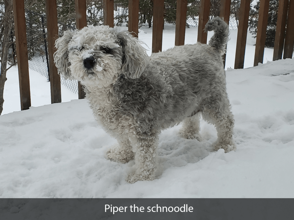 Piper the schnoodle