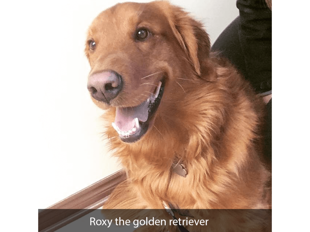 Roxy the golden retriever
