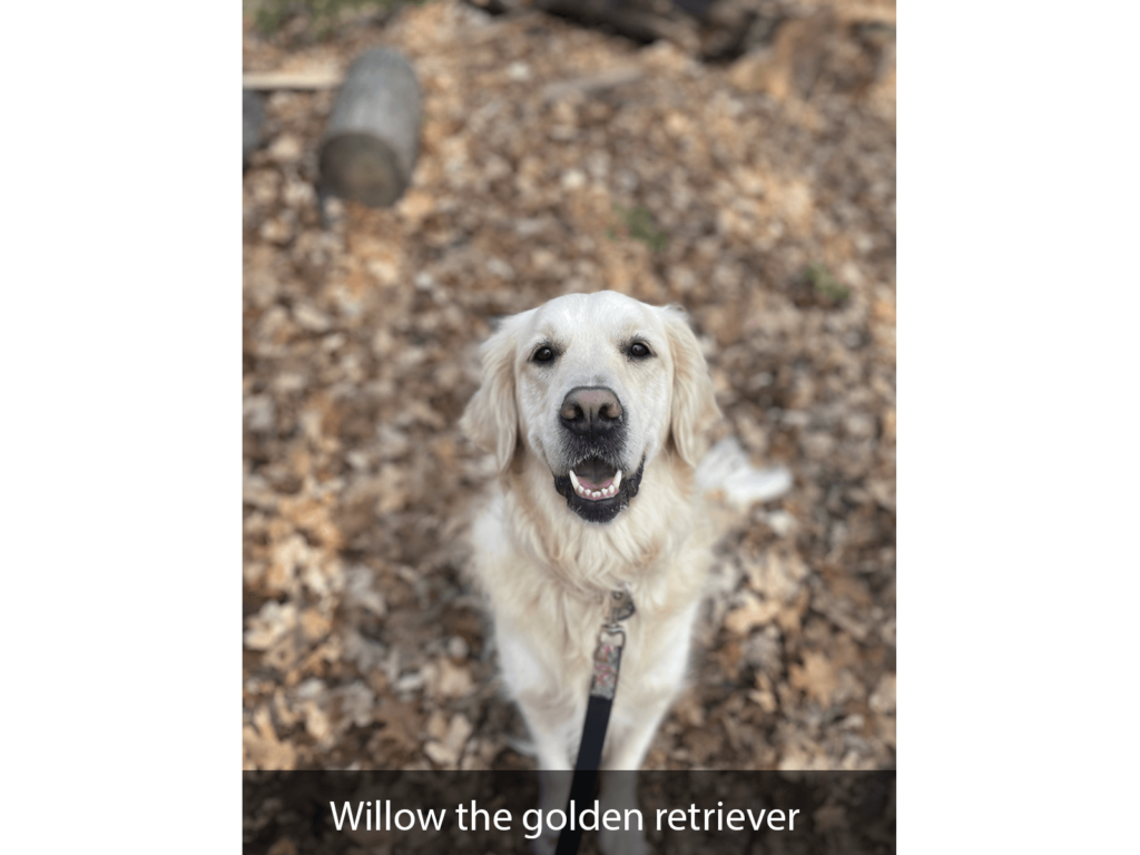 Willow the golden retriever